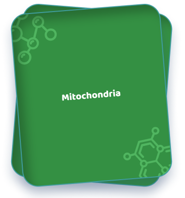 Mitochondria